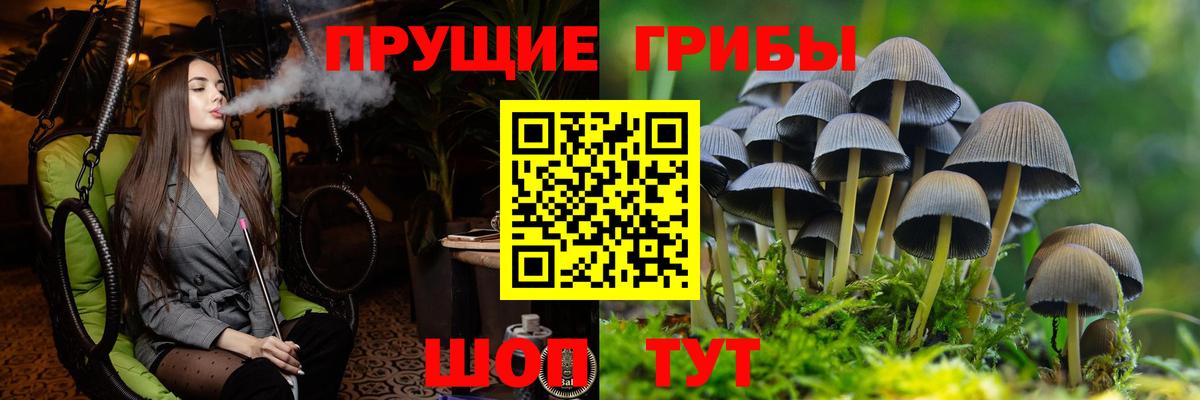 Псилоцибиновые грибы Psilocybine cubensis Ипатово
